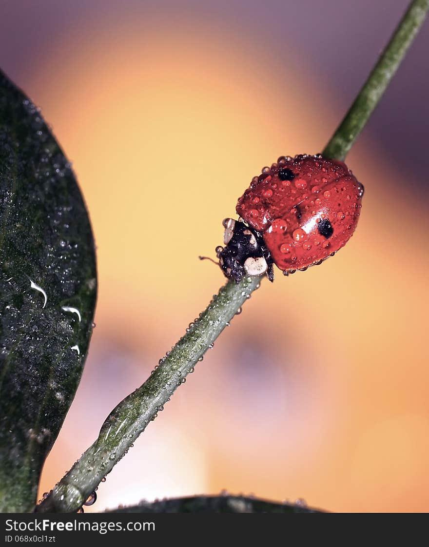 The image of a ladybug sitting on a grass