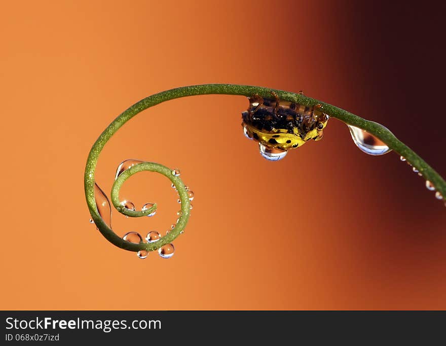 The image of a ladybug sitting on a grass