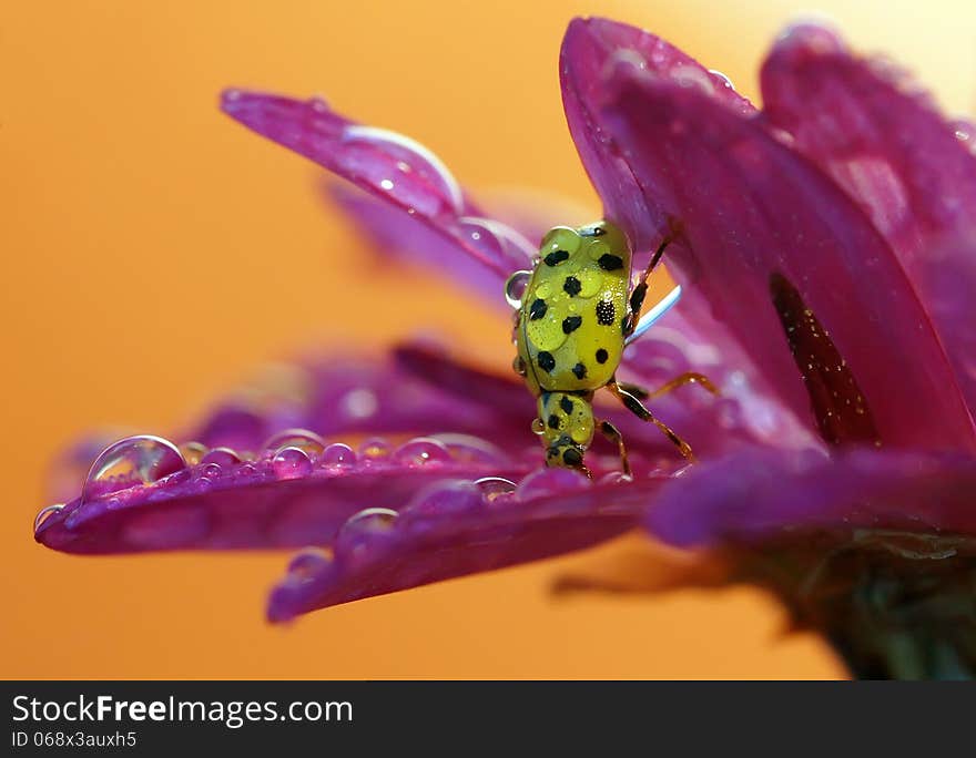 The image of a ladybug sitting on a grass