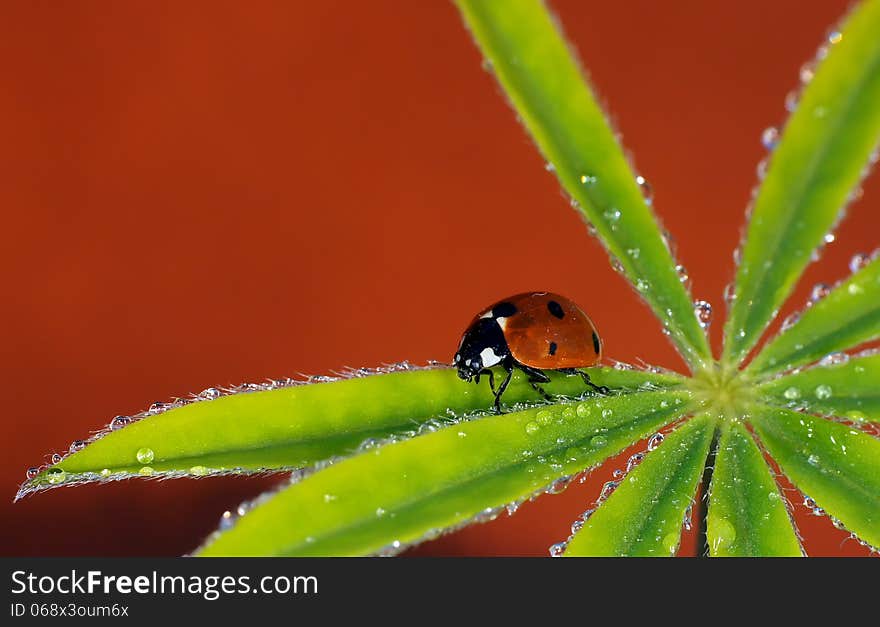 The image of a ladybug sitting on a grass