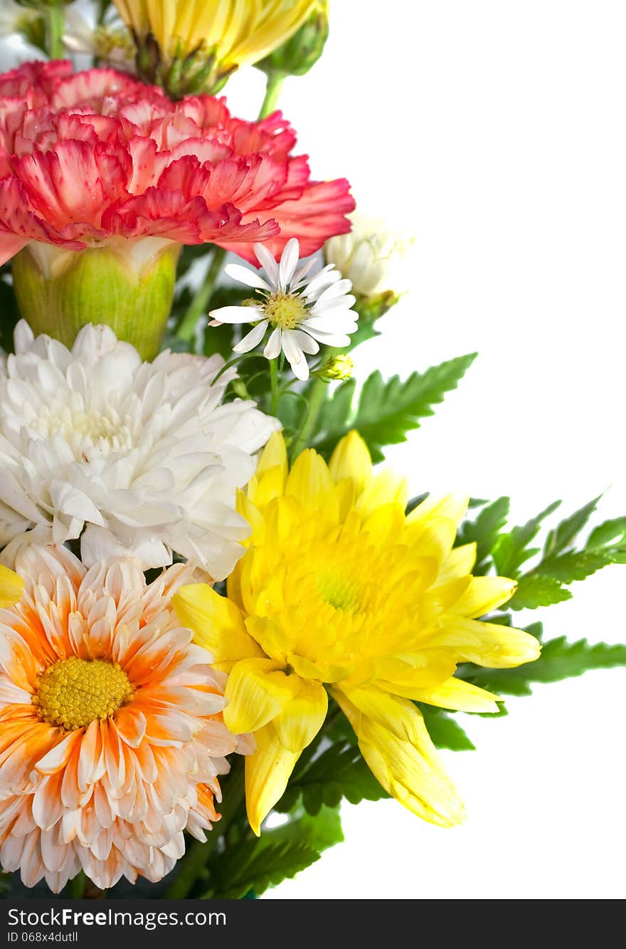 Group of colorful chrysanthemum flower on white background