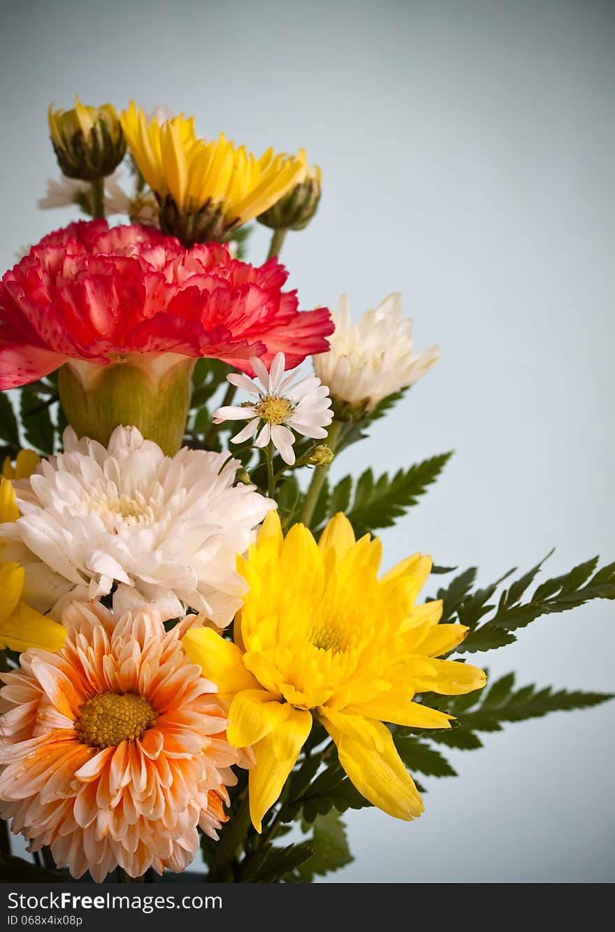 Group of colorful chrysanthemum flower