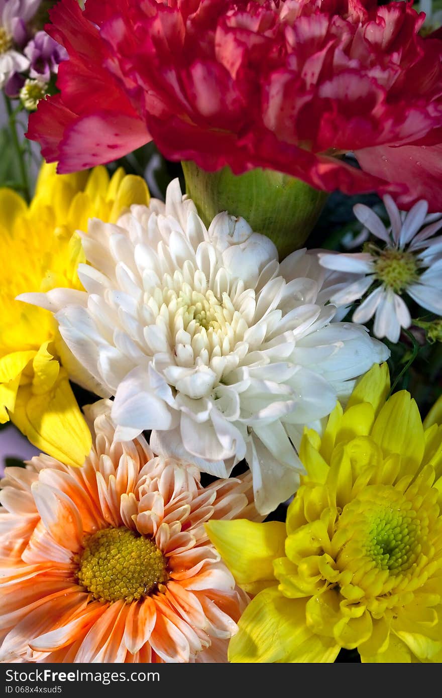 Chrysanthemum Flower