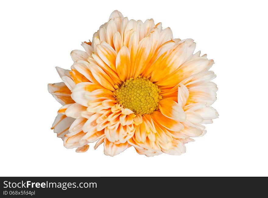 Orange chrysanthemum flower on white background