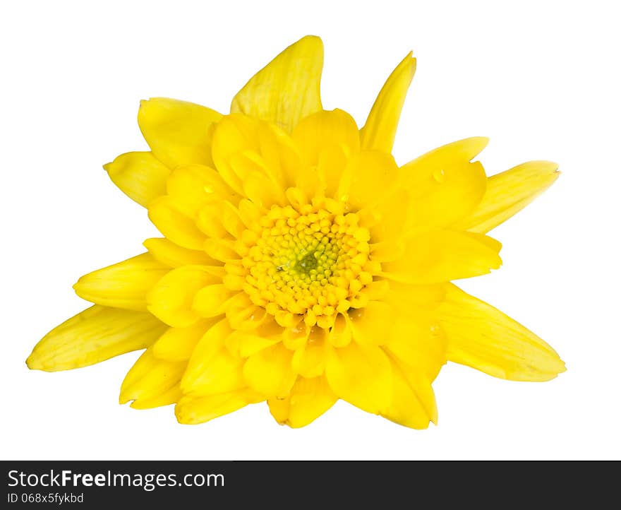 Yellow chrysanthemum flower on white background