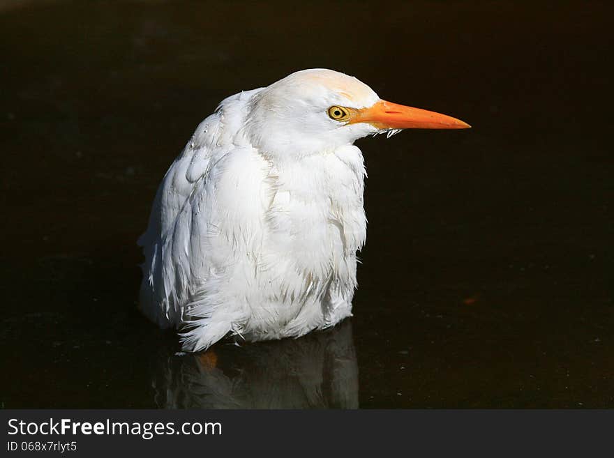 white Egret