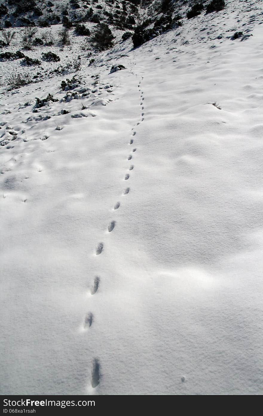 Footprints in the snow