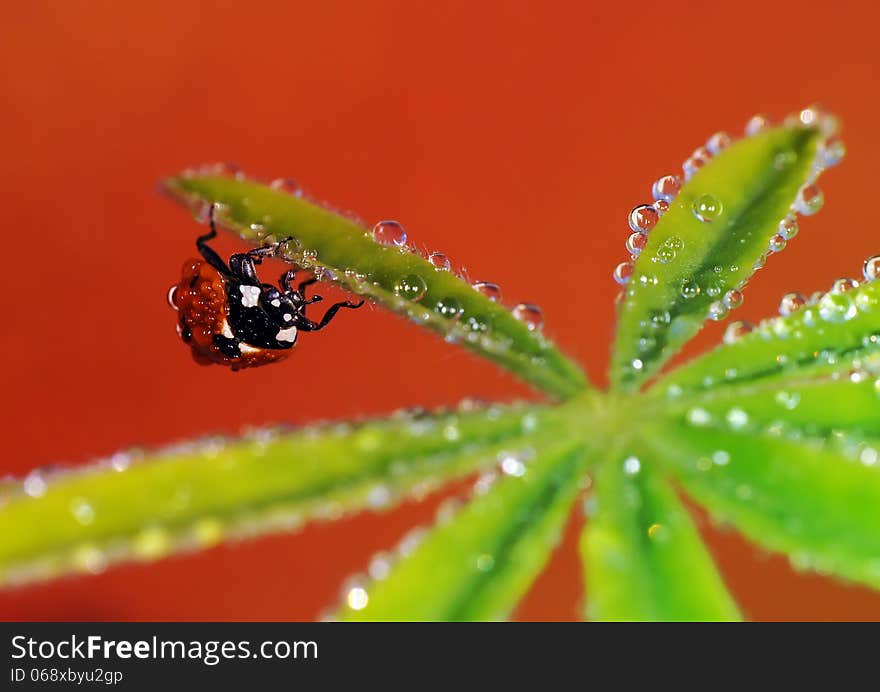 The image of a ladybug sitting on a grass