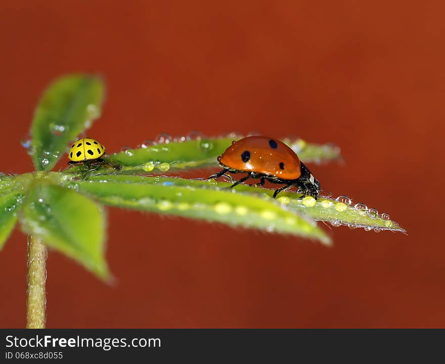 The image of a ladybug sitting on a grass