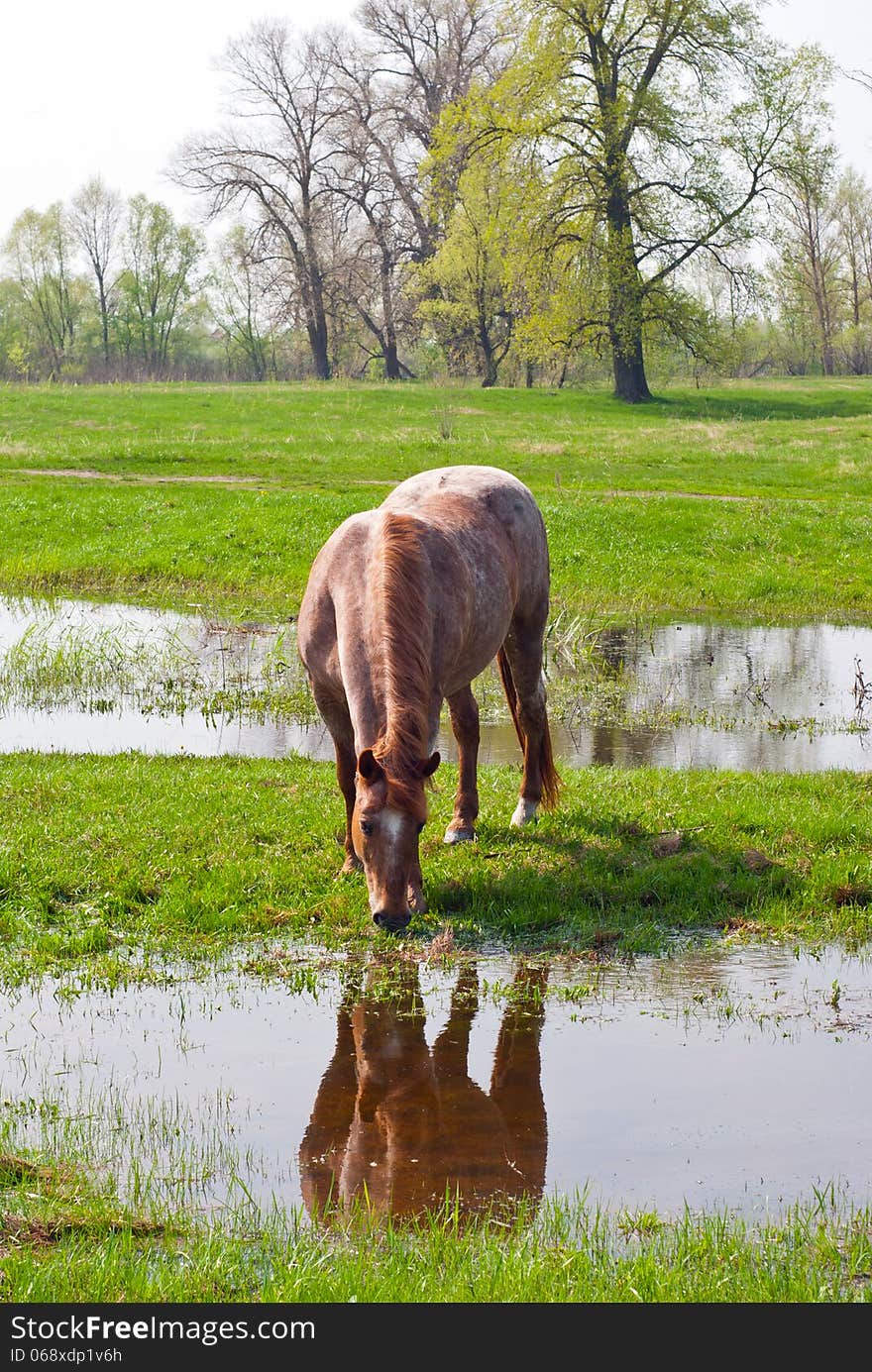 Horse eating grass