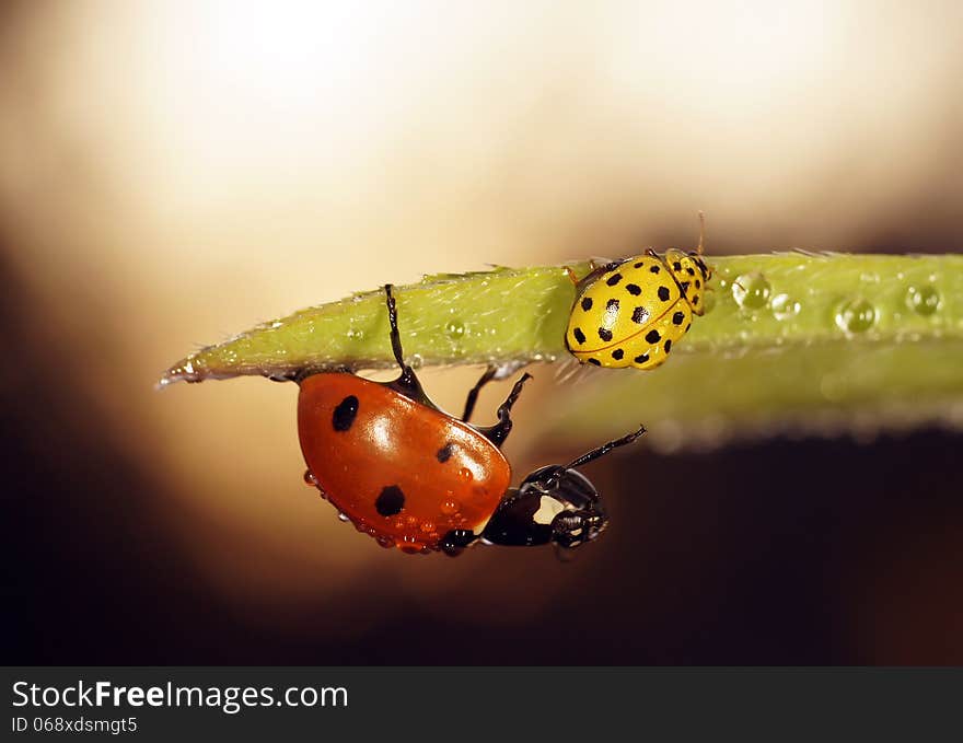 The image of a ladybug sitting on a grass