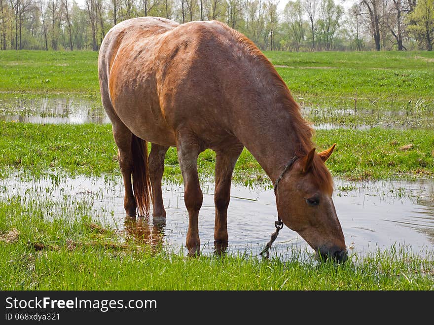 Horse eating grass