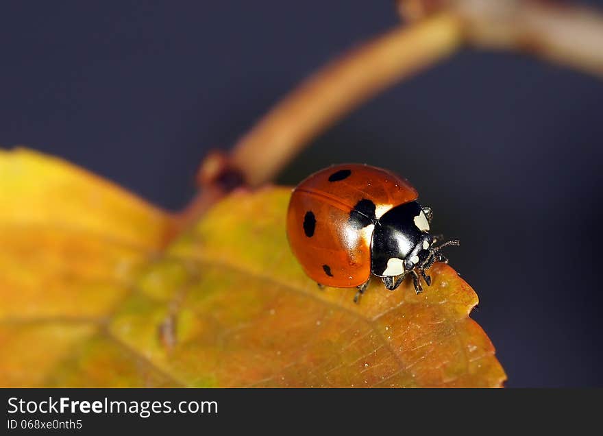 The image of a ladybug sitting on a grass