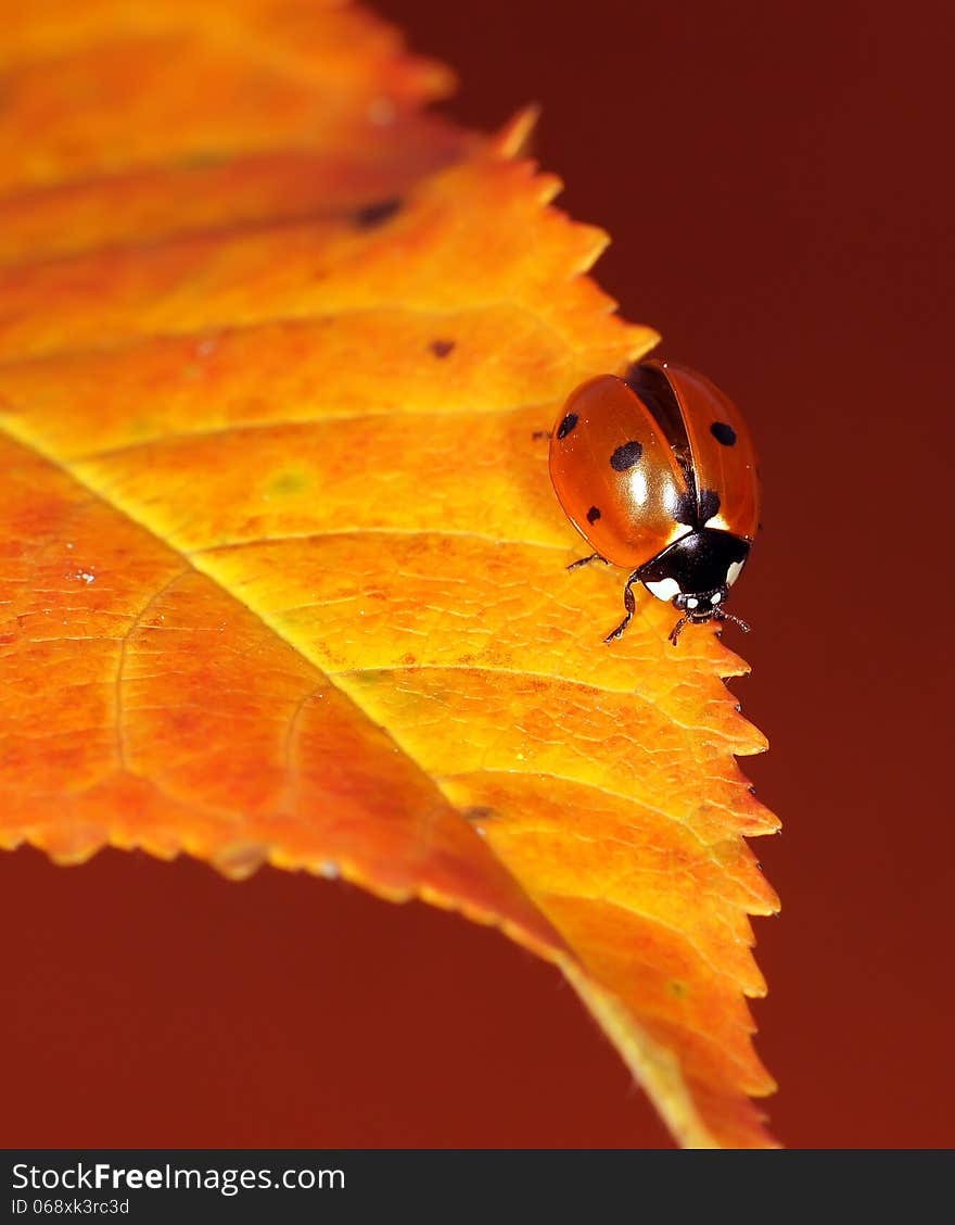 The image of a ladybug sitting on a grass