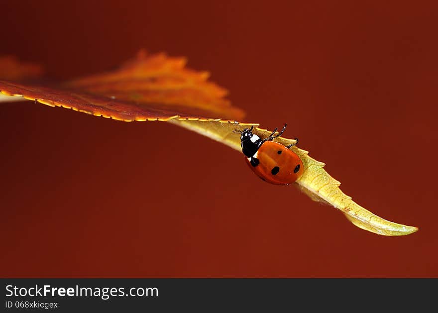 The image of a ladybug sitting on a grass