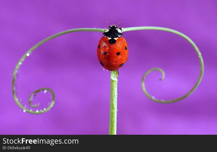 The image of a ladybug sitting on a grass