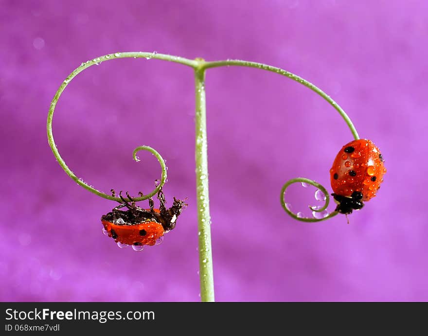 The image of a ladybug sitting on a grass