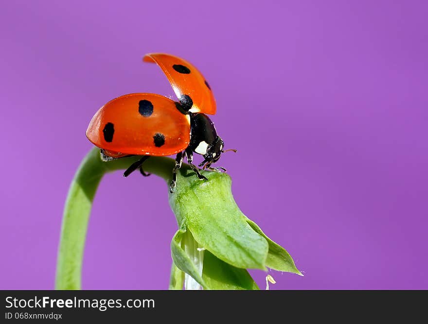 The image of a ladybug sitting on a grass