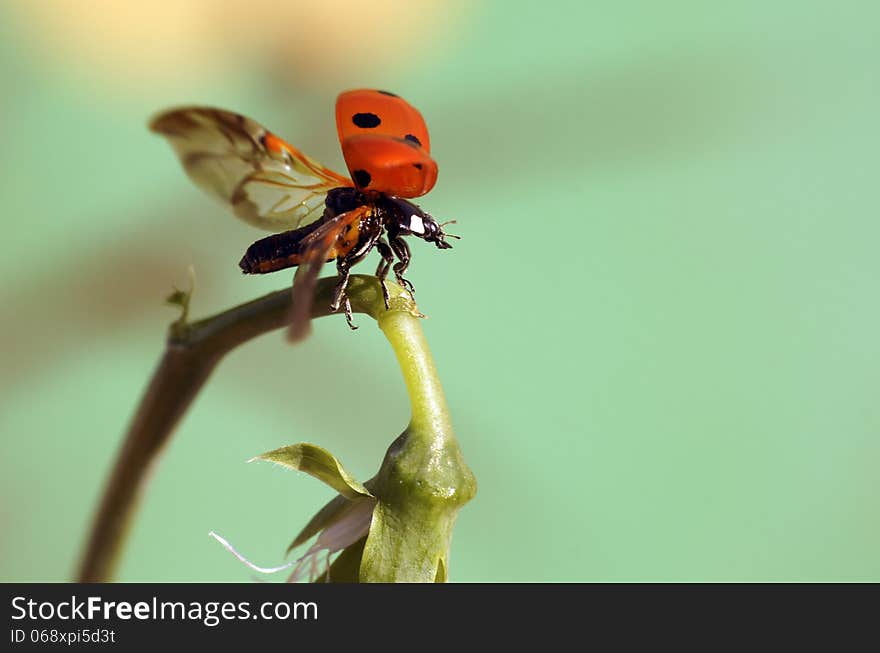 The image of a ladybug sitting on a grass