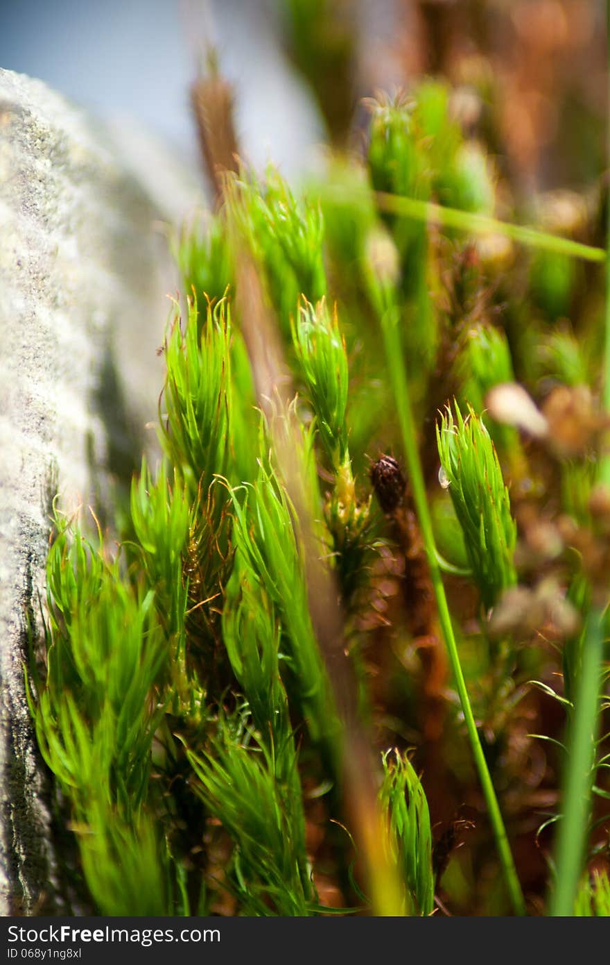 Detail of beautiful green moss. Detail of beautiful green moss.