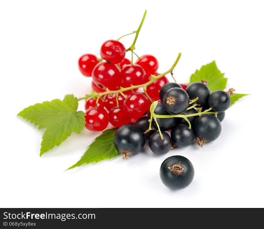 Red and black currant on a white background