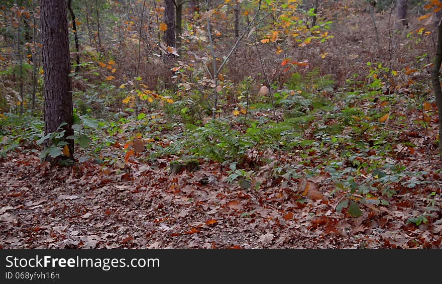 Mother with kids walking in a forest. Mother with kids walking in a forest