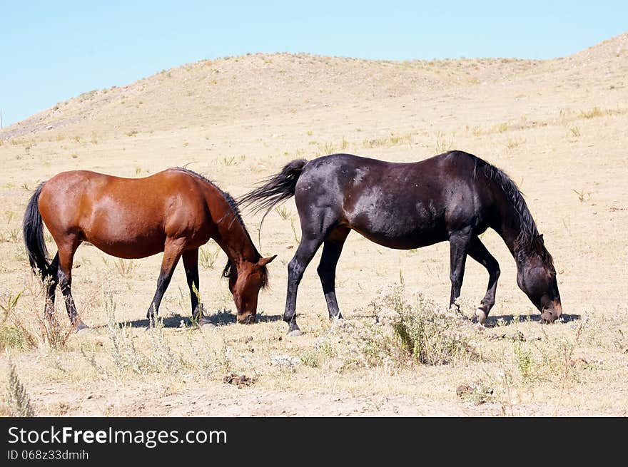 Blackfoot indians horses of South Dakota prefer freedom and wildlife