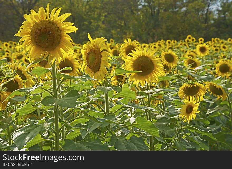 Sun shines on a field of sunflowers, lighting them from behind. Sun shines on a field of sunflowers, lighting them from behind.