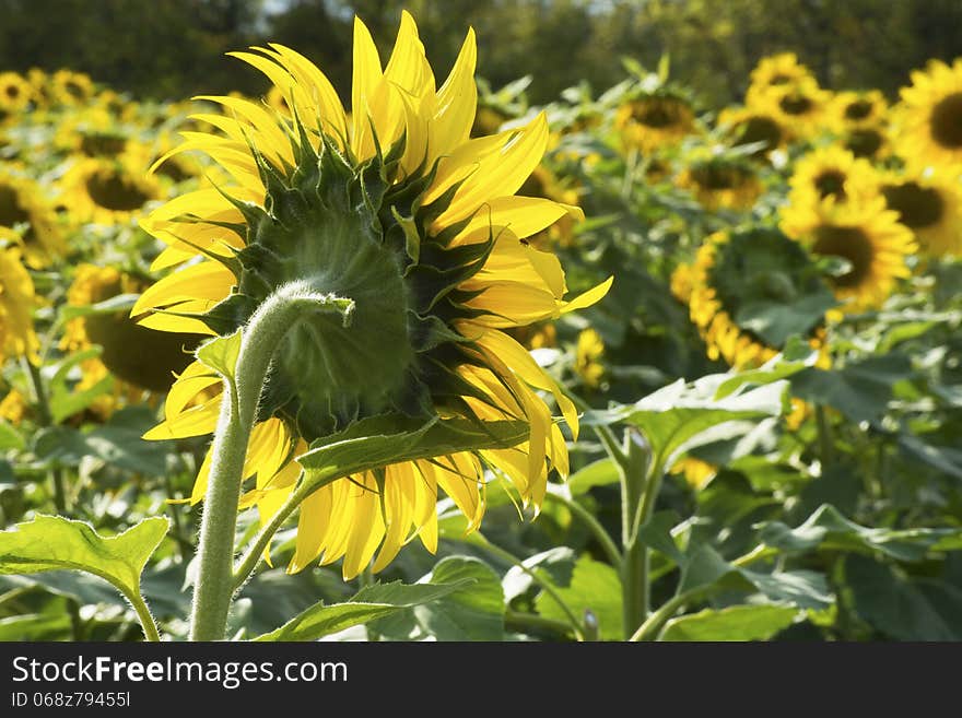 One Lone Sunflower Stands Above All The Rest.