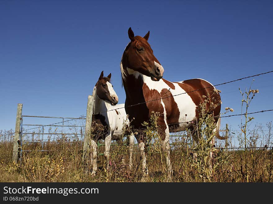 Two paint horses standing by a fence