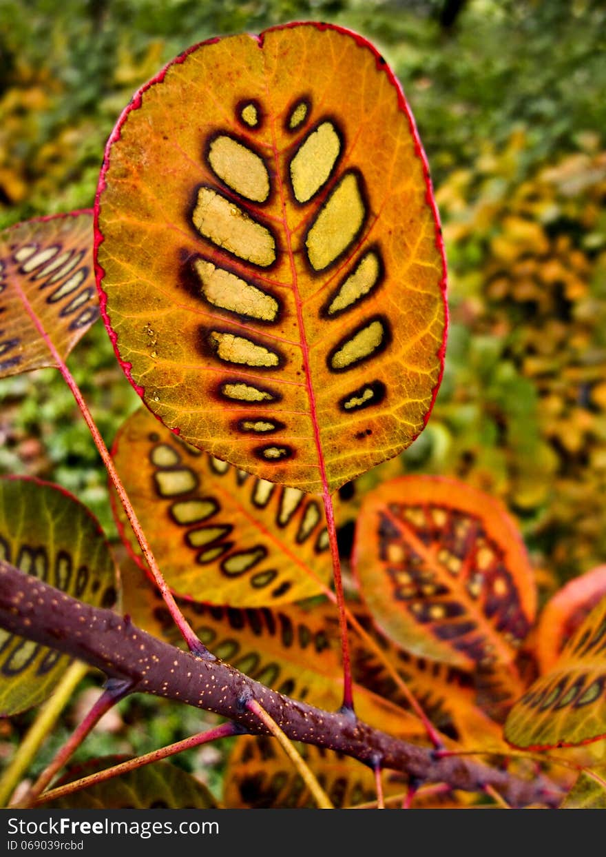 Close-up of bright-colored autumn leaf