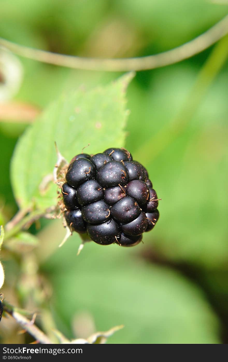 Black blackberries(Rubus)on the bushin summer