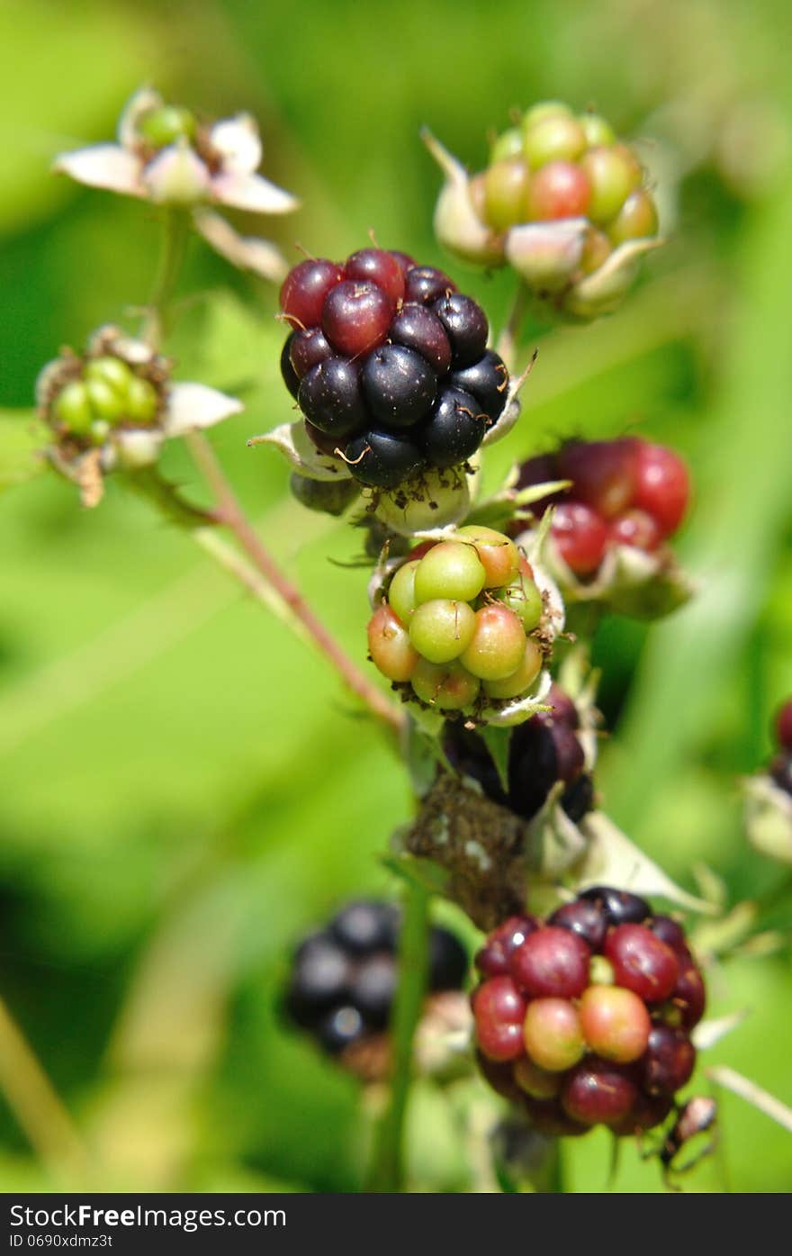 Blackberries