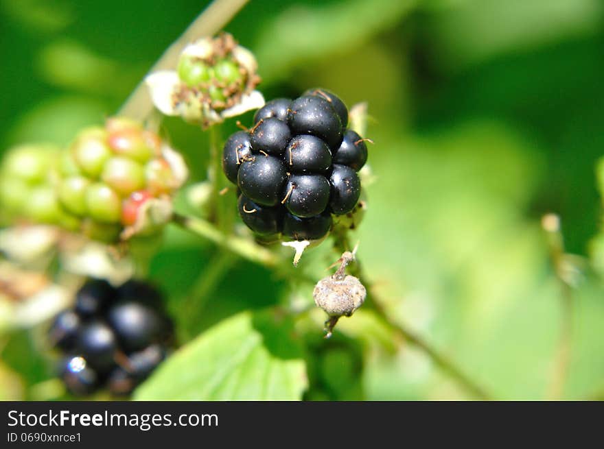 Black blackberries(Rubus)on the bushin summer