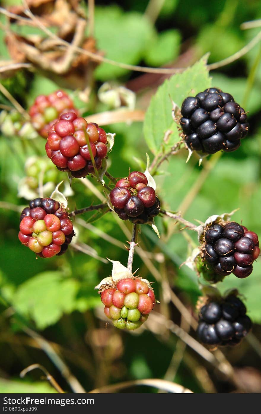 Blackberries