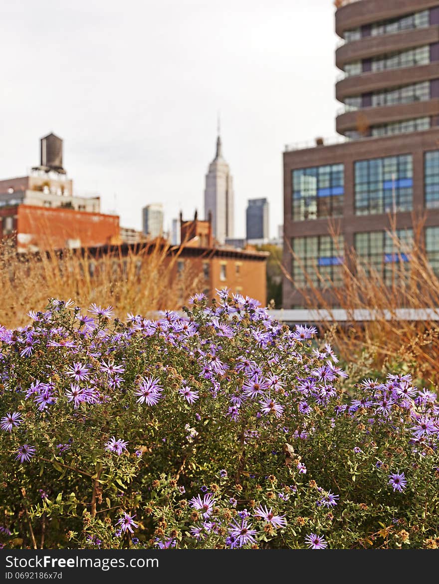 A bush of wild flowers in front of a city skyscraper. A bush of wild flowers in front of a city skyscraper.