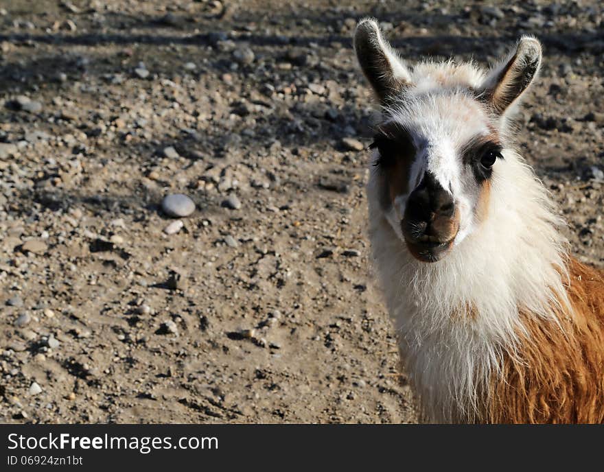 Sad Llama