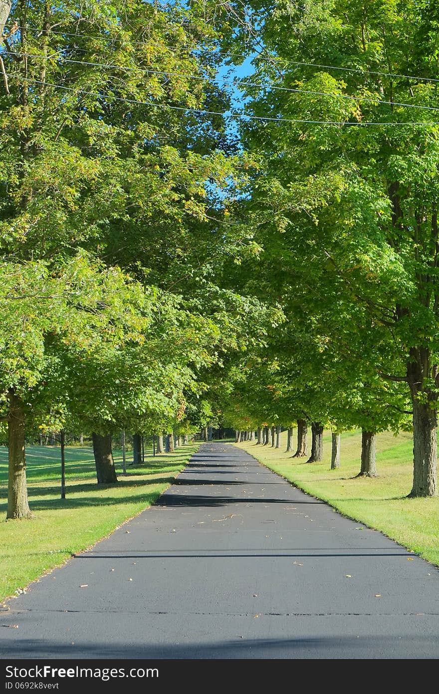 Driveway Lined By Trees