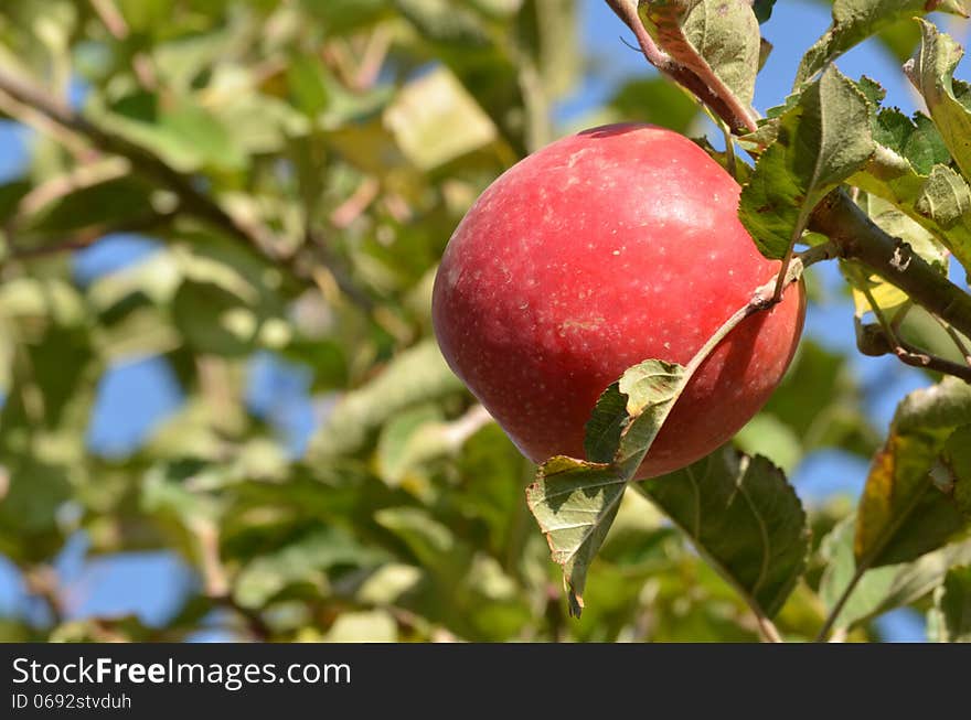 Pink lady apple tree at Golan heights