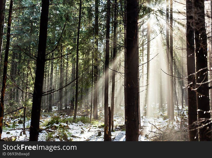 Forest in winter or autumn fall season. Sunrise sunlight rays on woods, fog, and mist in park. Forest in winter or autumn fall season. Sunrise sunlight rays on woods, fog, and mist in park