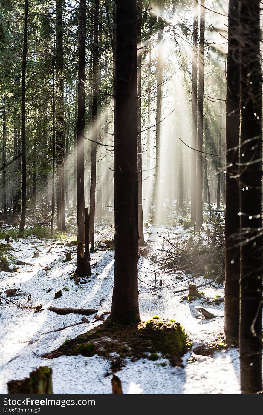 Forest in winter season