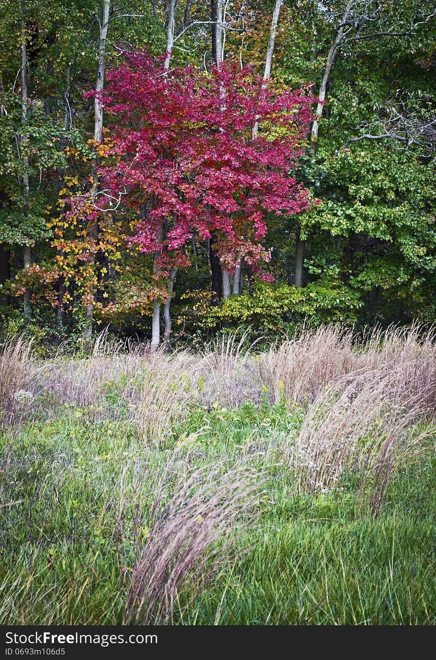 A red leaf maple tree stands out against the green in this Central New Jersey woodland. A red leaf maple tree stands out against the green in this Central New Jersey woodland.