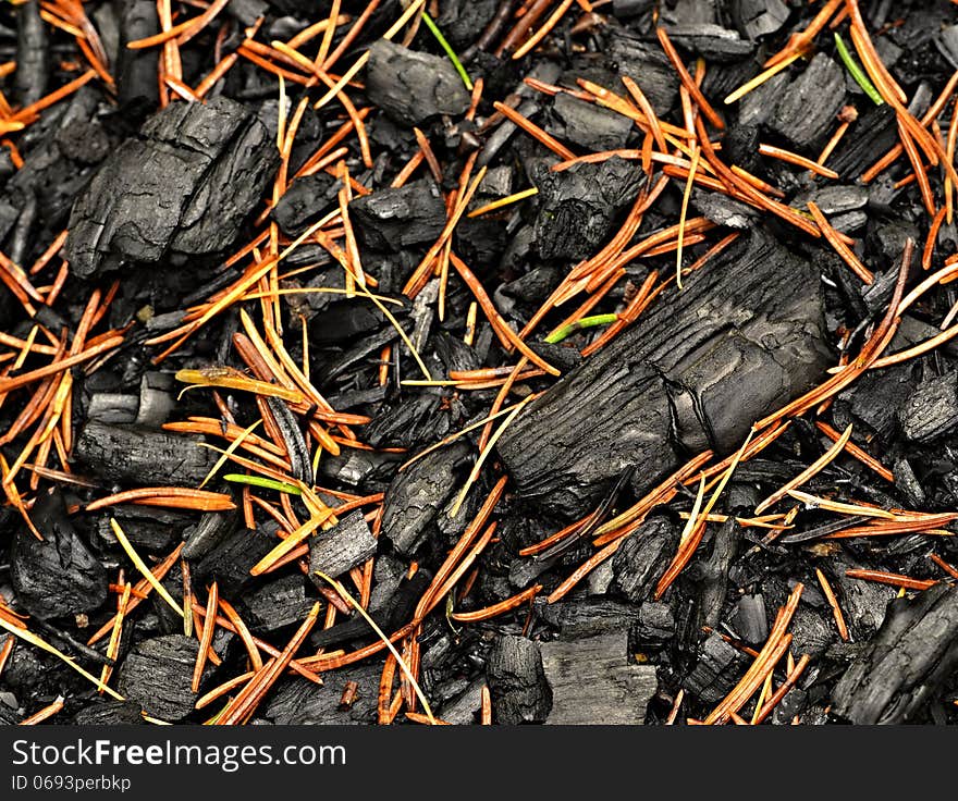 A charred wood sprinkled with spruce pine needles