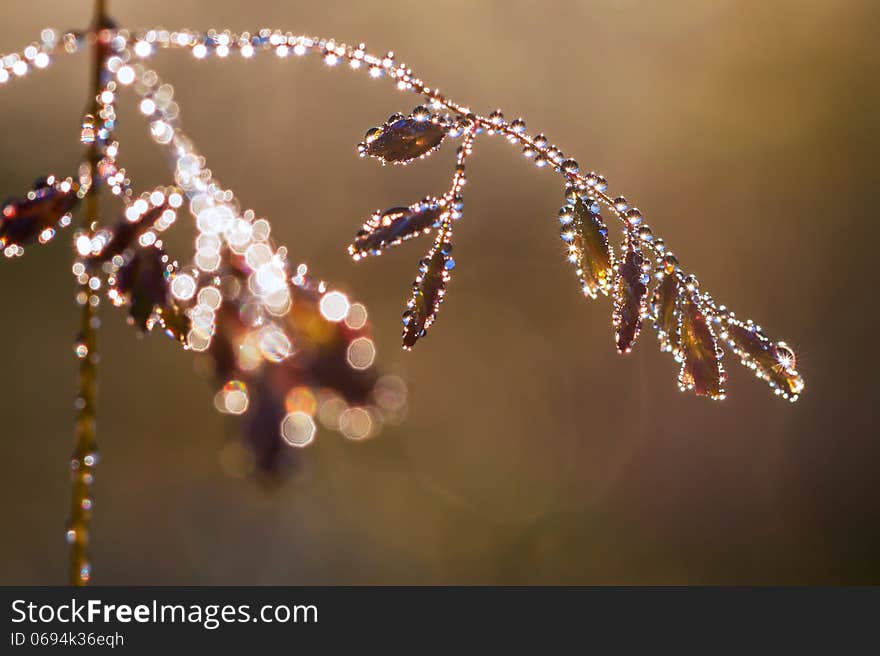 The grass with drops of dew glints in the sun. The grass with drops of dew glints in the sun