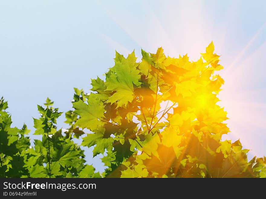 The bright sun shines through the leaves of a tree. The bright sun shines through the leaves of a tree