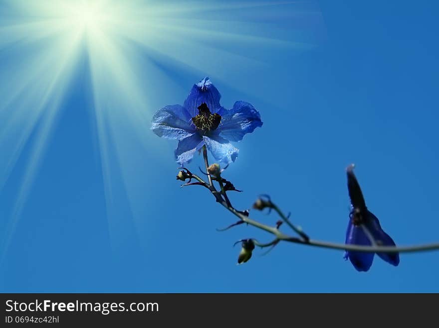 The bright sun shines through the leaves of a tree. The bright sun shines through the leaves of a tree