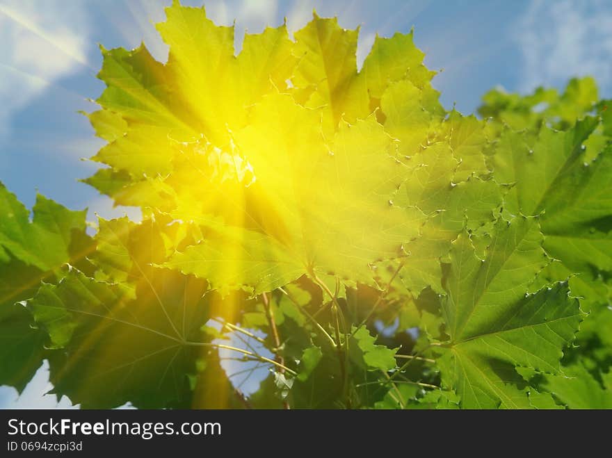 The bright sun shines through the leaves of a tree. The bright sun shines through the leaves of a tree