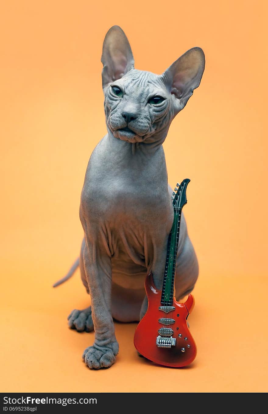 Don Sphynx kitten