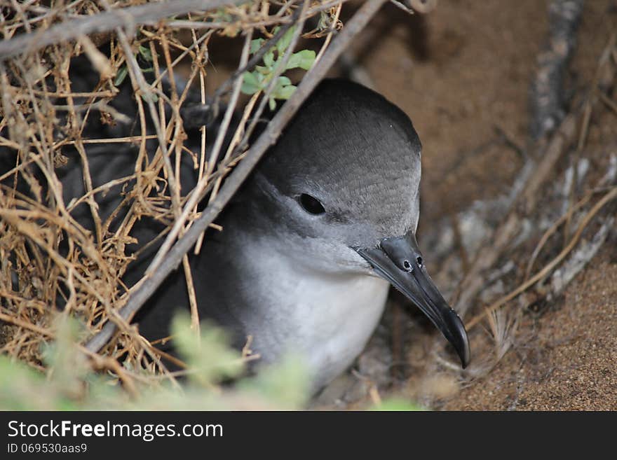 Shearwater