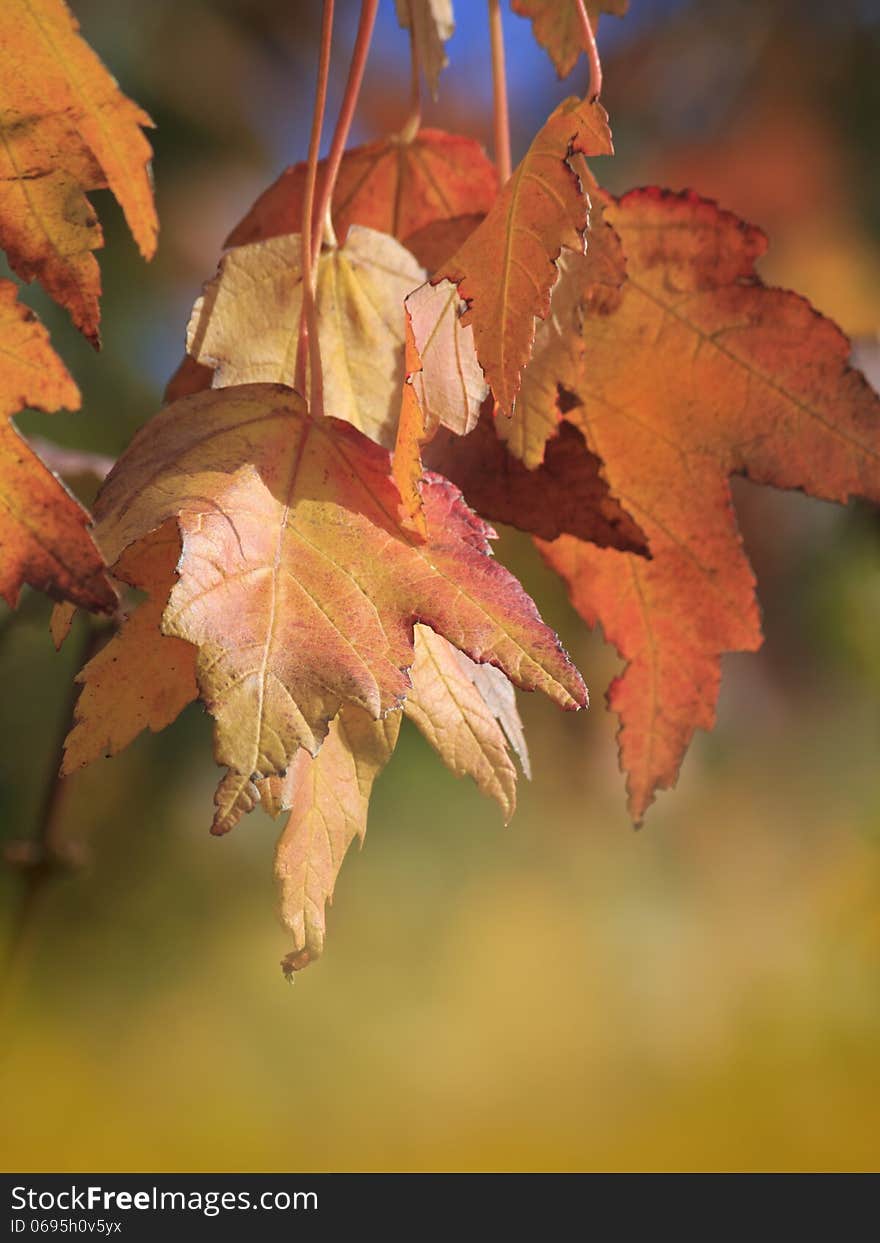 Autumn colored leaves on the blurred background. Autumn colored leaves on the blurred background